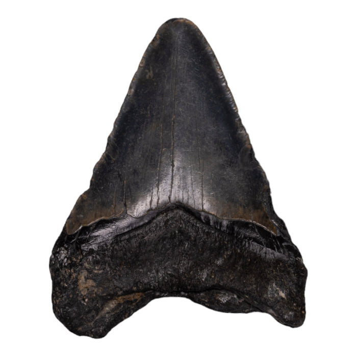 Real Megalodon Tooth