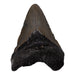 Real Megalodon Tooth