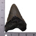 Real Megalodon Tooth