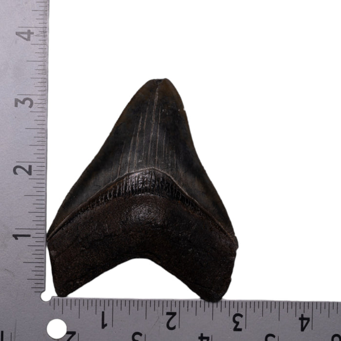 Real Megalodon Tooth