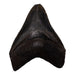 Real Megalodon Tooth