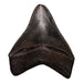 Real Megalodon Tooth