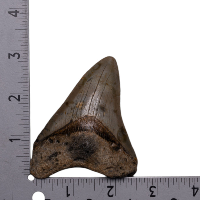 Real Megalodon Tooth For Sale — Skulls Unlimited International, Inc.