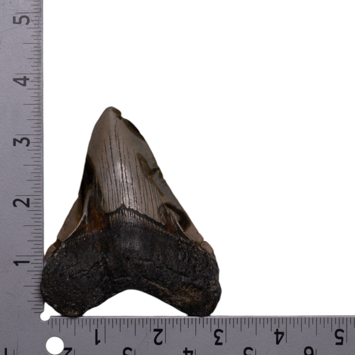 Real Megalodon Tooth