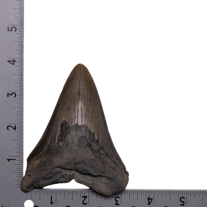 Real Megalodon Tooth