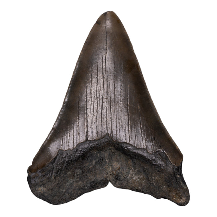 Real Megalodon Tooth