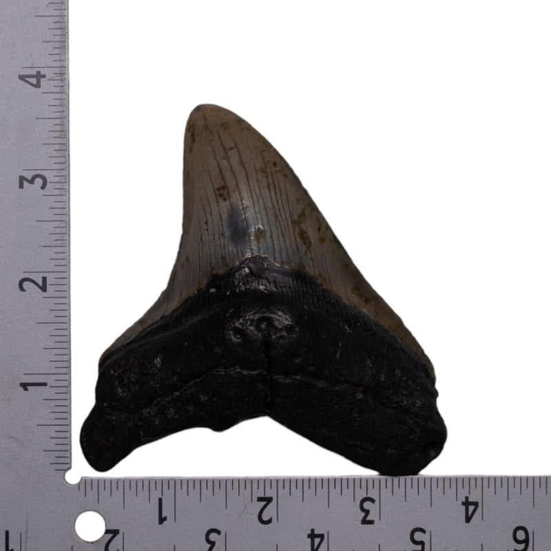 Real Megalodon Tooth