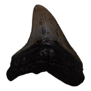Real Megalodon Tooth