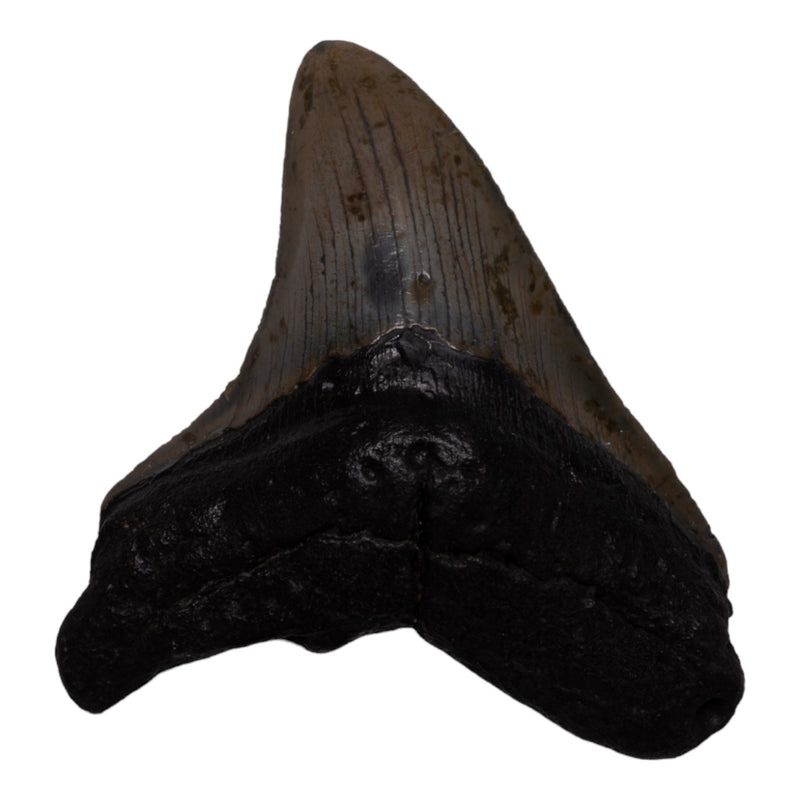 Real Megalodon Tooth
