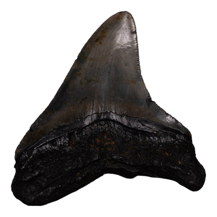 Real Megalodon Tooth