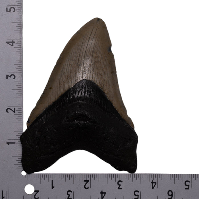 Real Megalodon Tooth