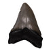 Real Megalodon Tooth
