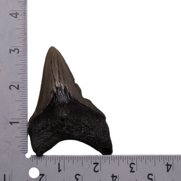 Real Megalodon Tooth