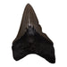 Real Megalodon Tooth