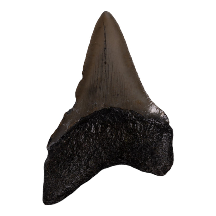 Real Megalodon Tooth