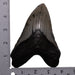 Real Megalodon Tooth