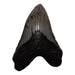 Real Megalodon Tooth