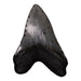 Real Megalodon Tooth