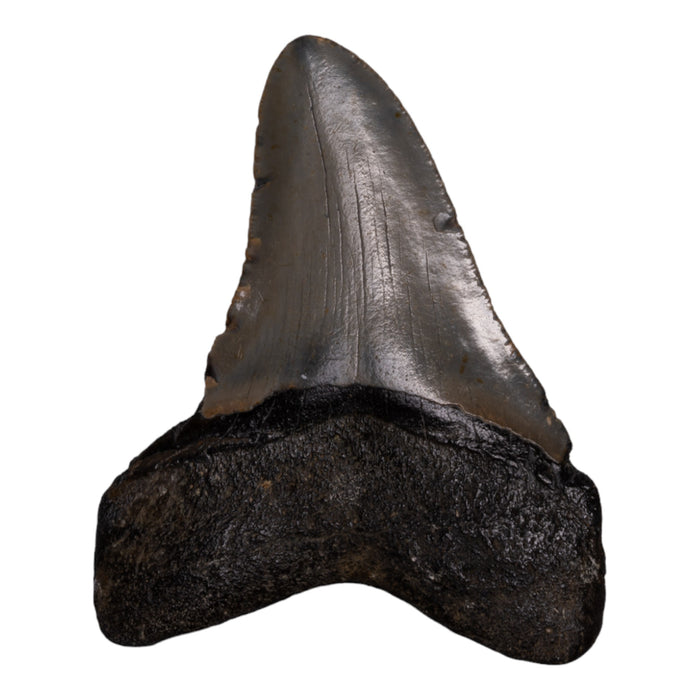 Real Megalodon Tooth