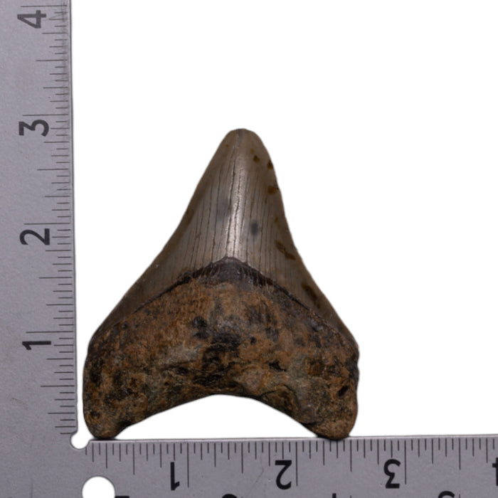 Real Megalodon Tooth