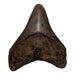 Real Megalodon Tooth
