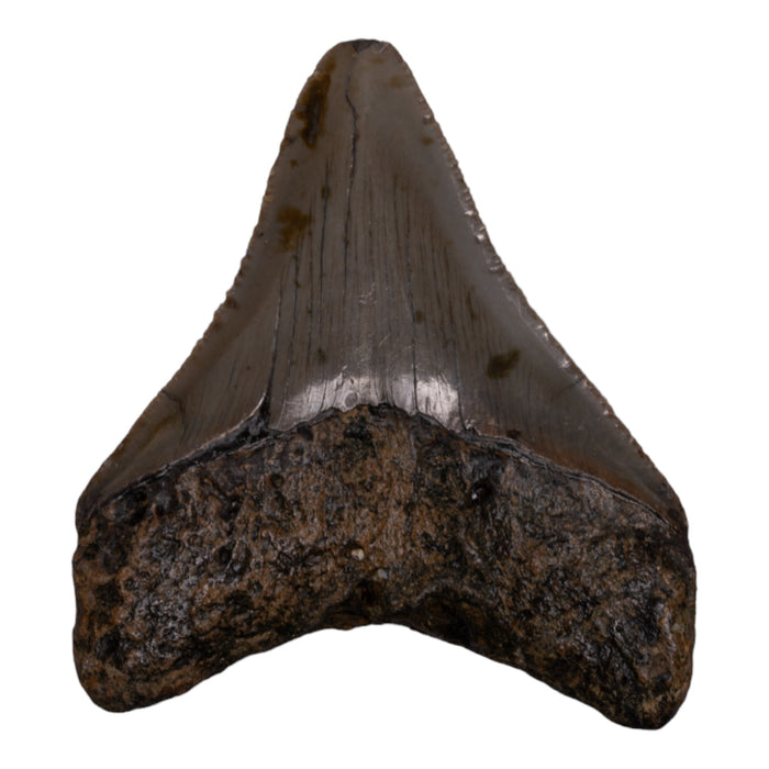 Real Megalodon Tooth