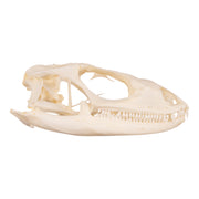 Real Spiny-tailed Iguana Skull