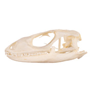 Real Spiny-tailed Iguana Skull