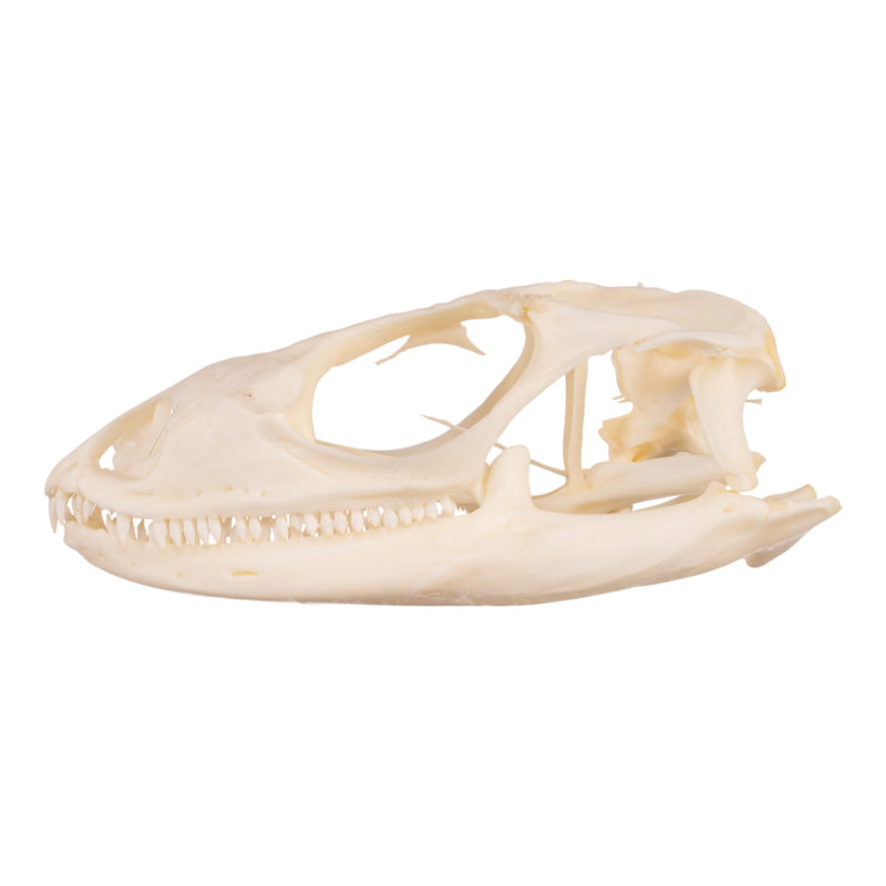 Real Spiny-tailed Iguana Skull