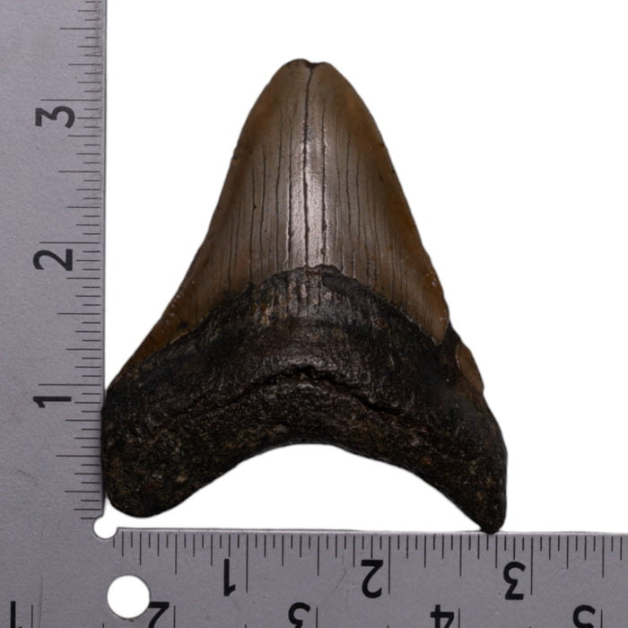 Real Megalodon Tooth