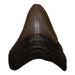 Real Megalodon Tooth