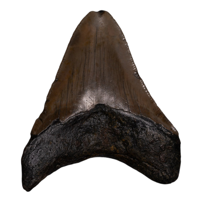 Real Megalodon Tooth