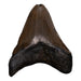Real Megalodon Tooth