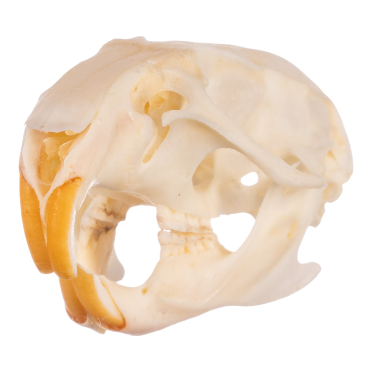 Real Hispid Cotton Rat Skull For Sale — Skulls Unlimited