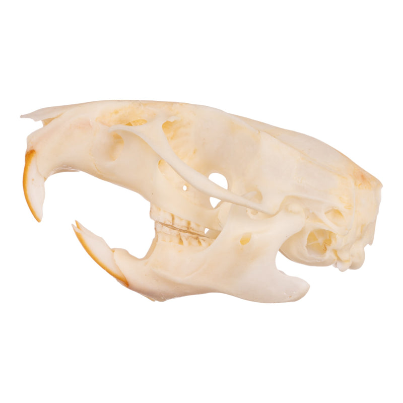 Real Hispid Cotton Rat Skull
