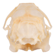 Real Hispid Cotton Rat Skull