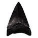 Real Megalodon Tooth