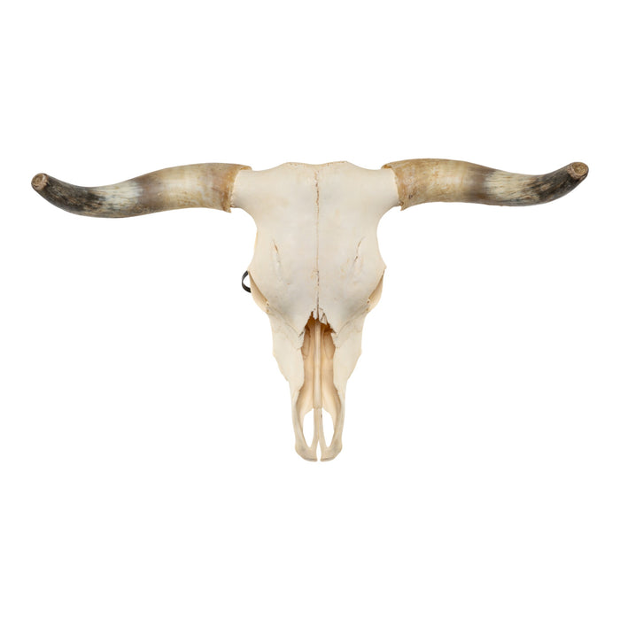 Real Longhorn Skull