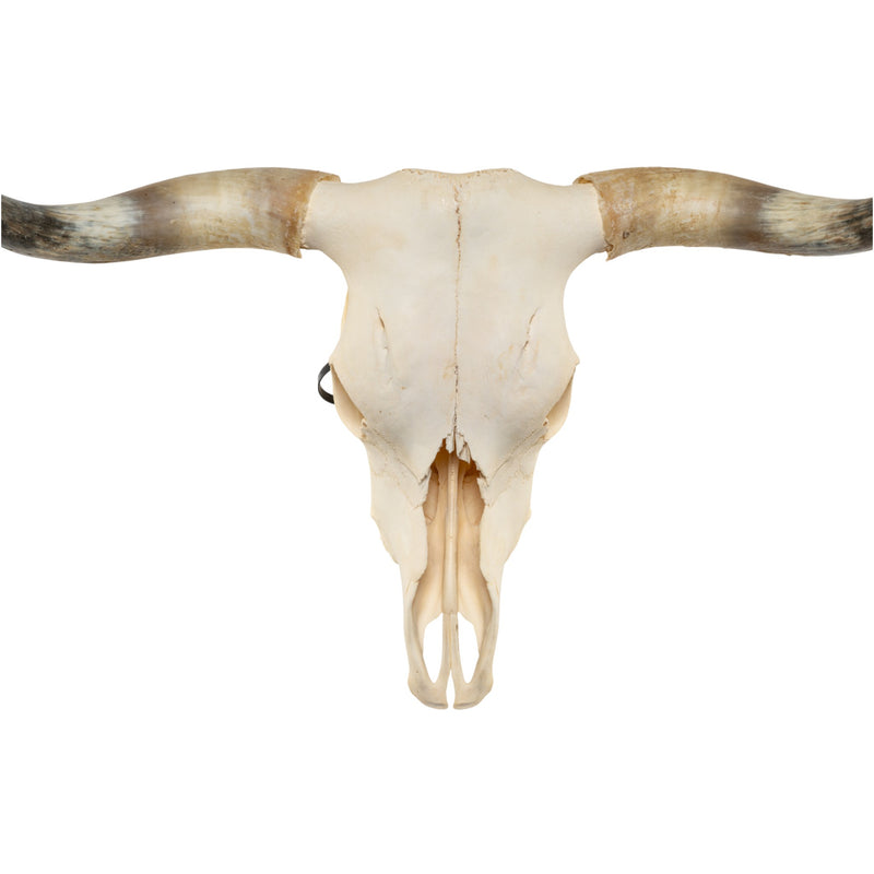 Real Longhorn Skull