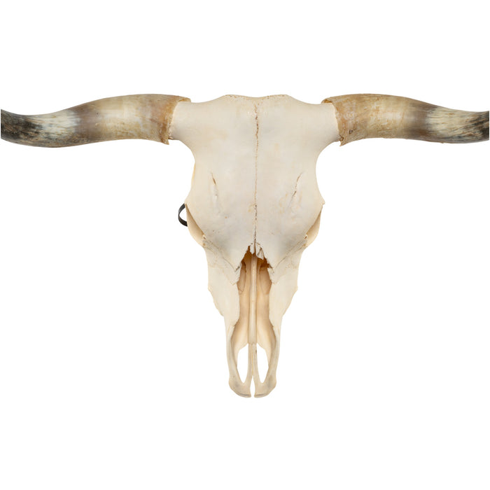 Real Longhorn Skull