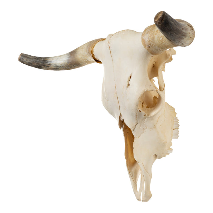 Real Longhorn Skull