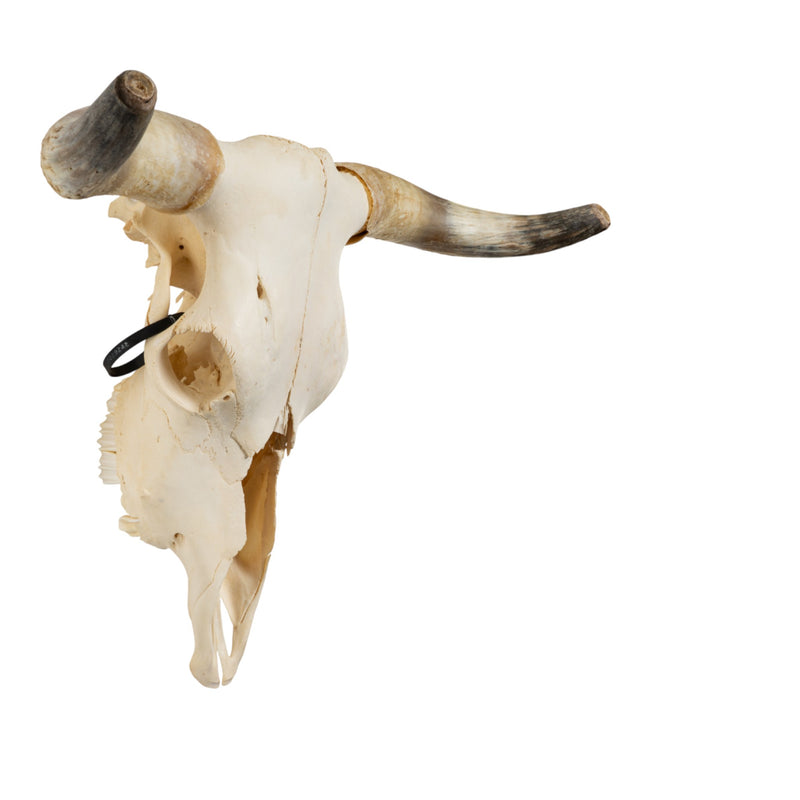Real Longhorn Skull
