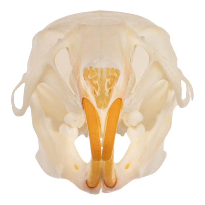 Real Black Rat Skull