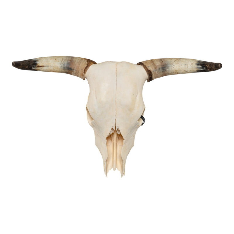Real Longhorn Skull