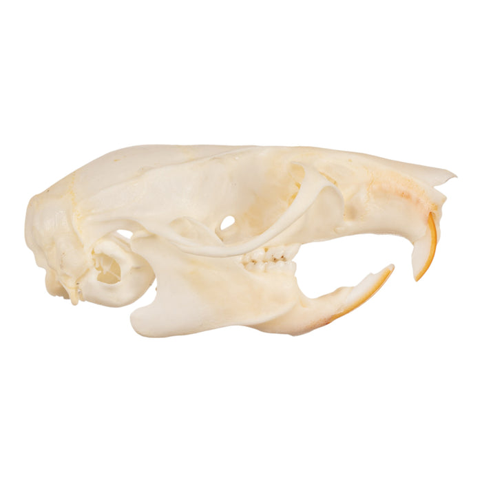 Real Black Rat Skull