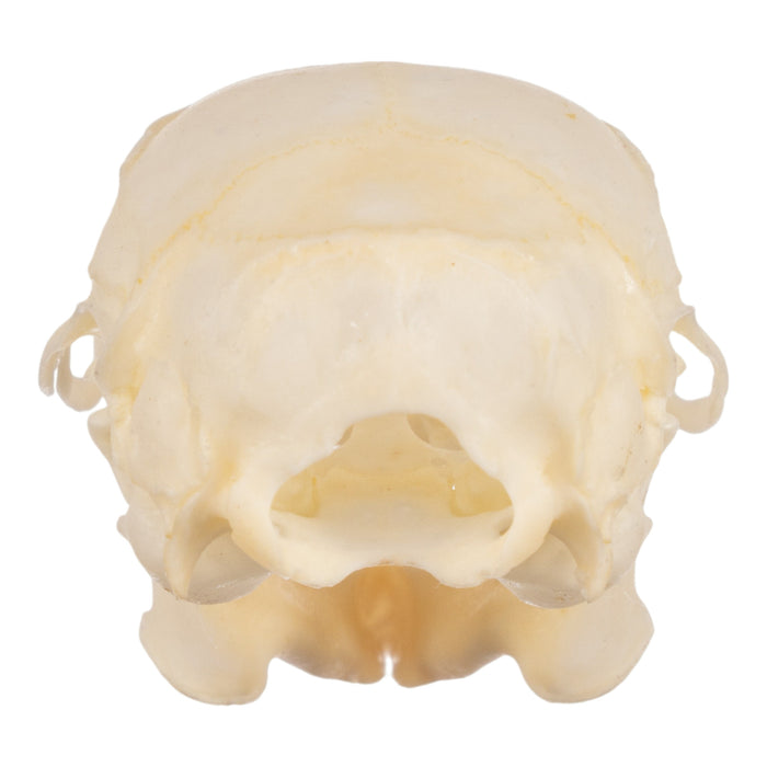 Real Black Rat Skull