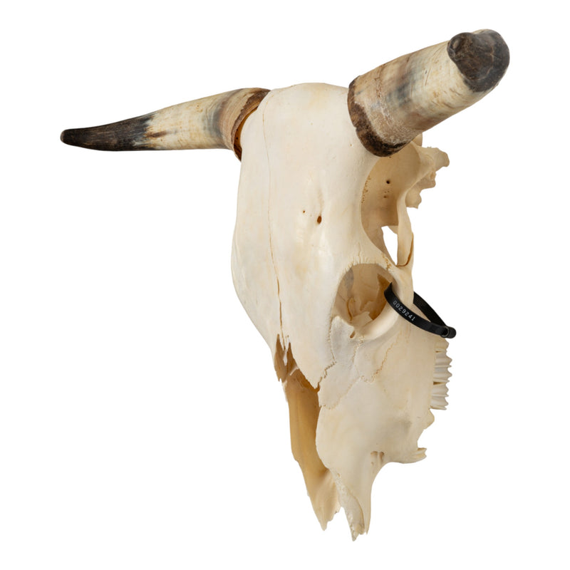 Real Longhorn Skull