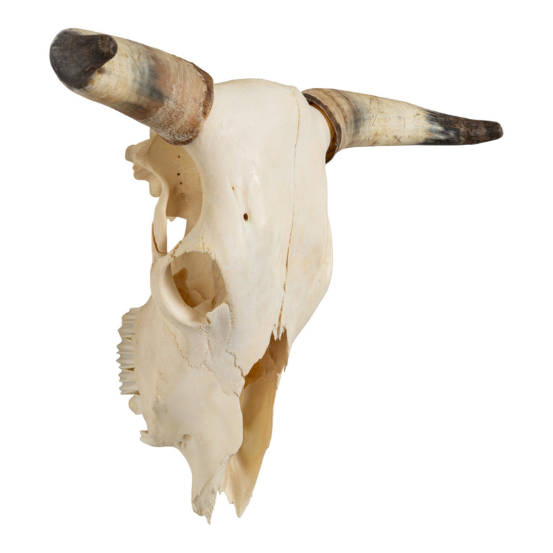 Real Longhorn Skull