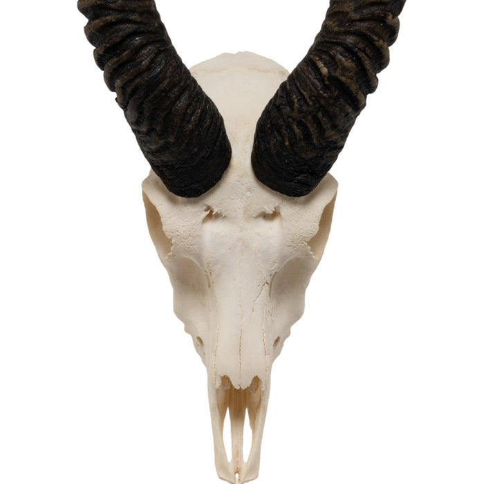 Real Blackbuck Skull