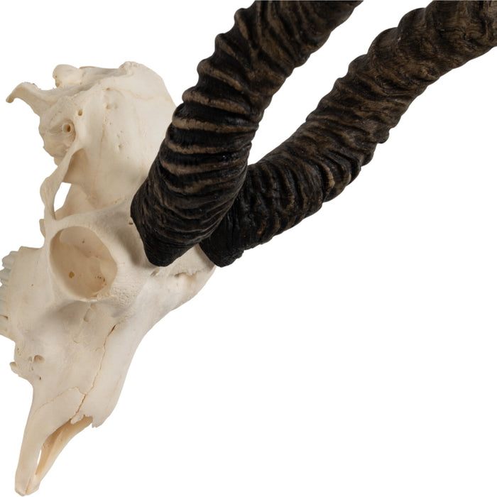 Real Blackbuck Skull